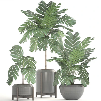 Декоративные пальмы 167. Chamaedorea elegans, Хамедорея изящная, куст, горшок, цветок, пальма, вазон, интерьерная — Вид 3