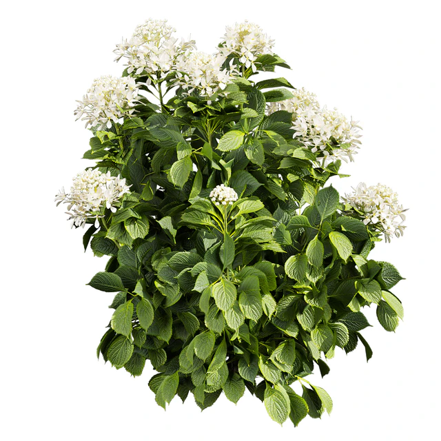 Collection plant vol 570 — Скачать
