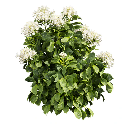 Collection plant vol 570 — Вид 6