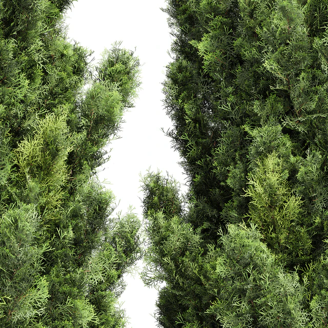 Italian Cypress High details Tree — Скачать