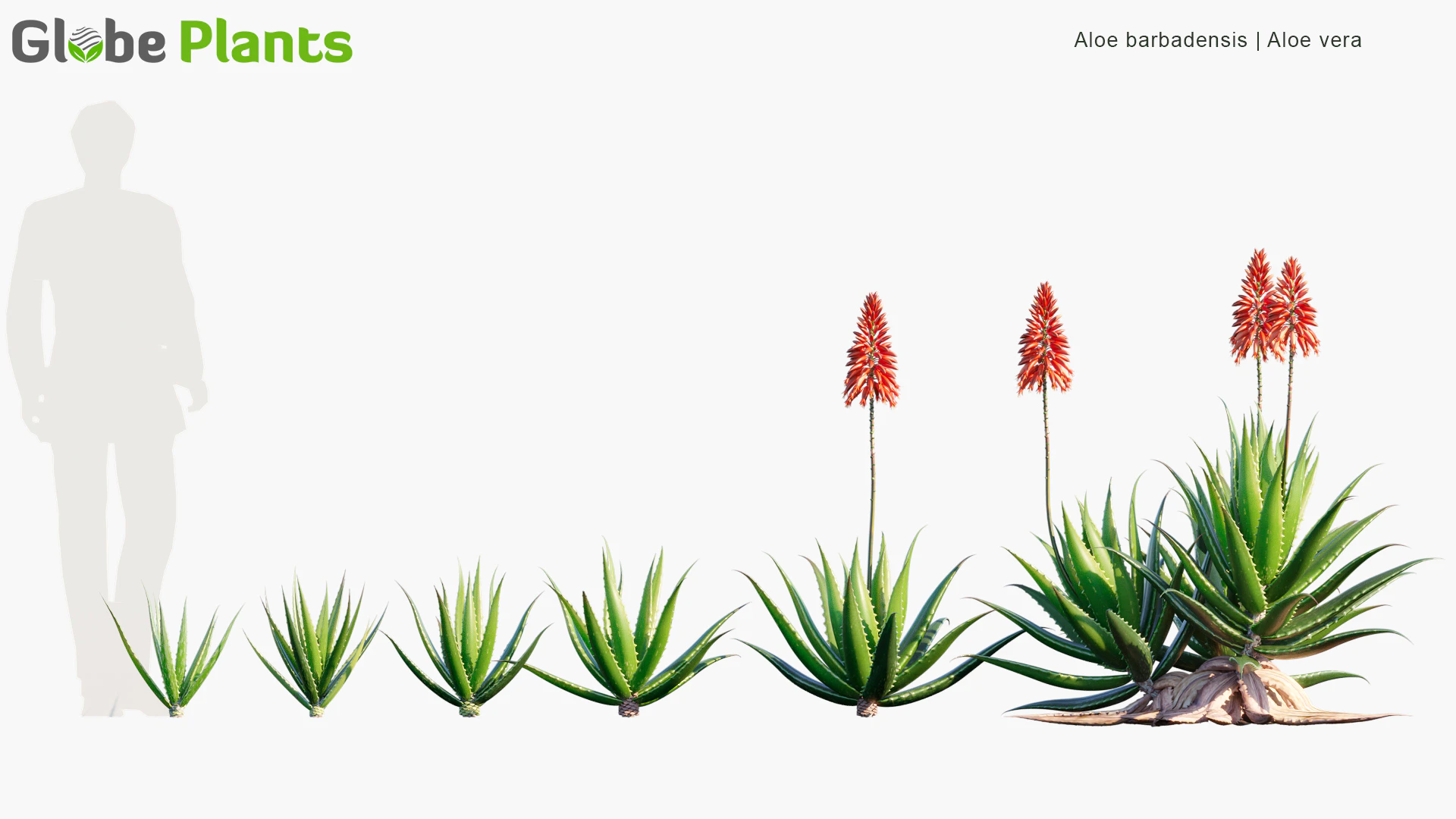 aloe barbadensis — Скачать