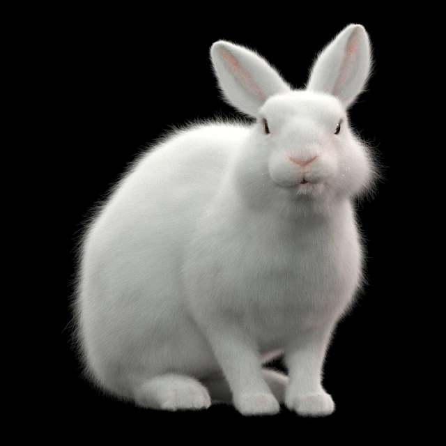 Rabbit — Descargar