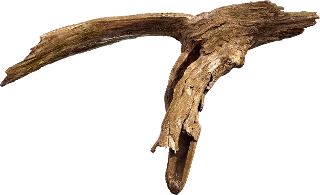 old tree branch 014 — Descargar
