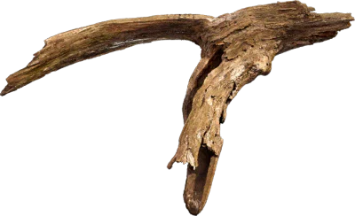 old tree branch 014 — Descargar