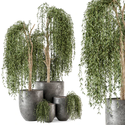 Outdoor Plants bush and Tree in rusty Dark Concrete Pot - Set 52 — Ver 1