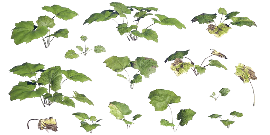 coltsfoot 001 — Descargar