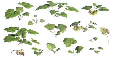 coltsfoot 001 — Descargar