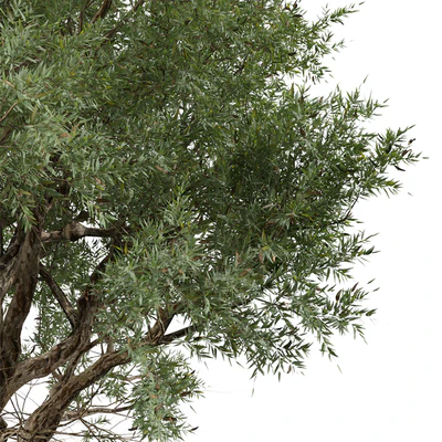 Set of Eucalyptus Camaldulensis Tree ( River Red Gum ) (2 Trees) — Вид 5