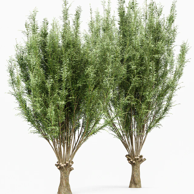 2tree-Pollard willow Weeping willow — Descargar