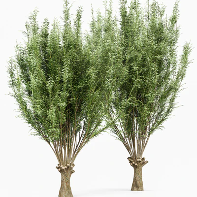 2tree-Pollard willow Weeping willow — Ver 3
