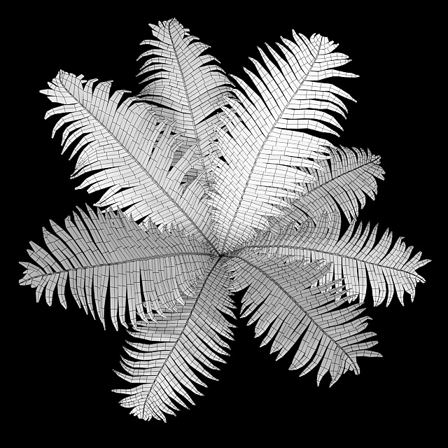 Set of ferns — Descargar