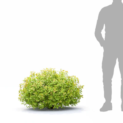 Spiraea Golden Princess — Вид 4