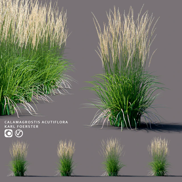 Вейник остроцветковый | Calamagrostis acutiflora Karl Foerster — Скачать