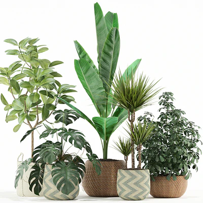 Plants collection 116 — Вид 1