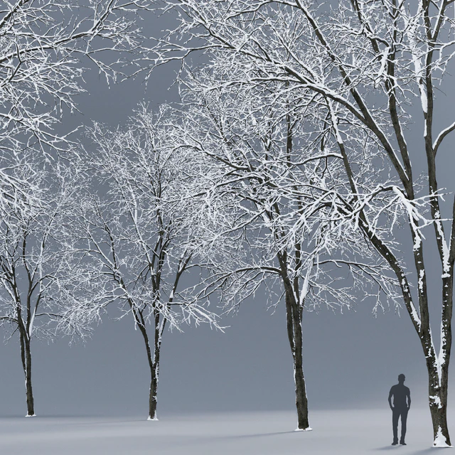 Winter Ash | Ash-tree winter # 3 (17m) — Descargar