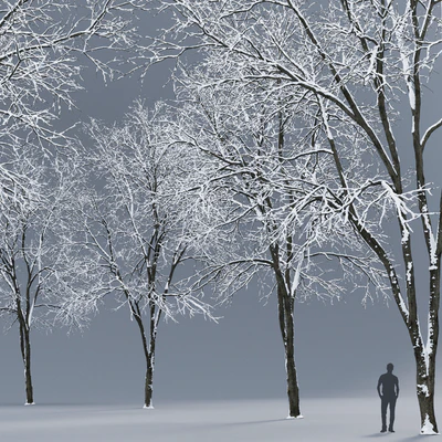 Winter Ash | Ash-tree winter # 3 (17m) — Ver 3