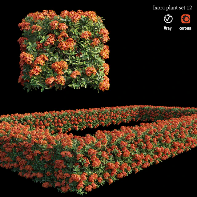 Ixora plant set 12 — Descargar