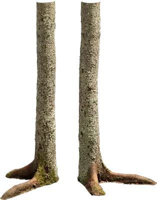 nordic forest tree trunk spruce medium 003 — Descargar
