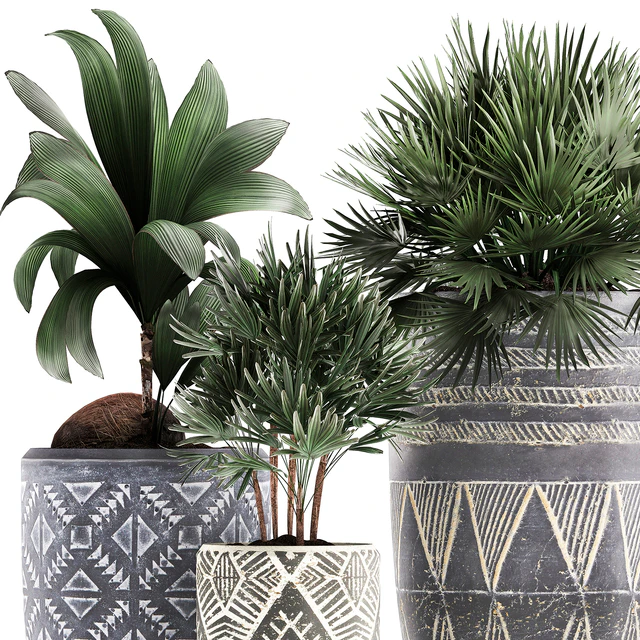 Collection of small plants in ethnic aged pots with coconut nutsifera, fan palm, Rhapis . Set 475. — Descargar