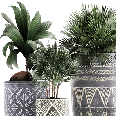 Collection of small plants in ethnic aged pots with coconut nutsifera, fan palm, Rhapis . Set 475. — Ver 4