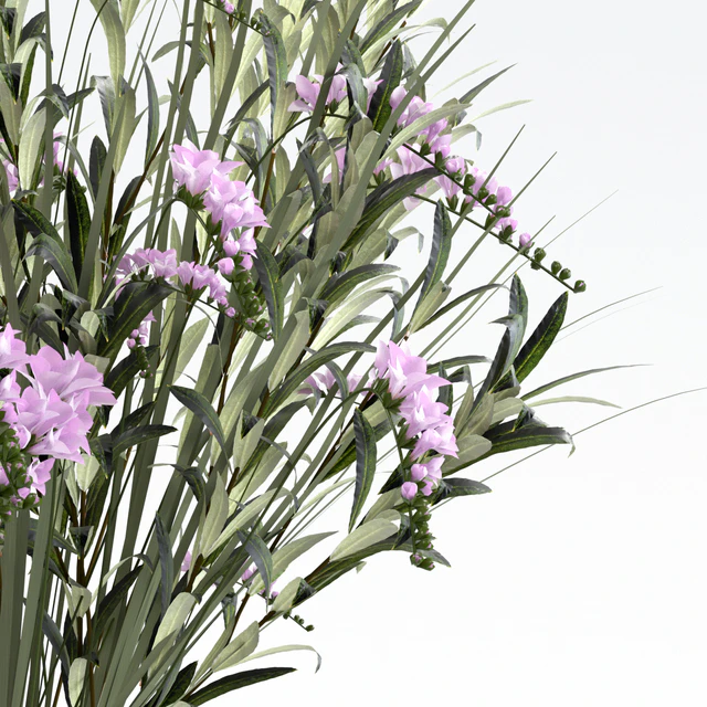Bouquet. — Descargar
