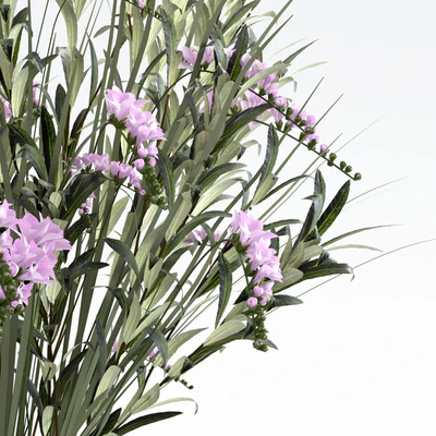 Bouquet. — Ver 4