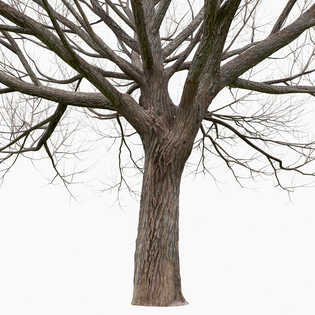 Willow — Descargar