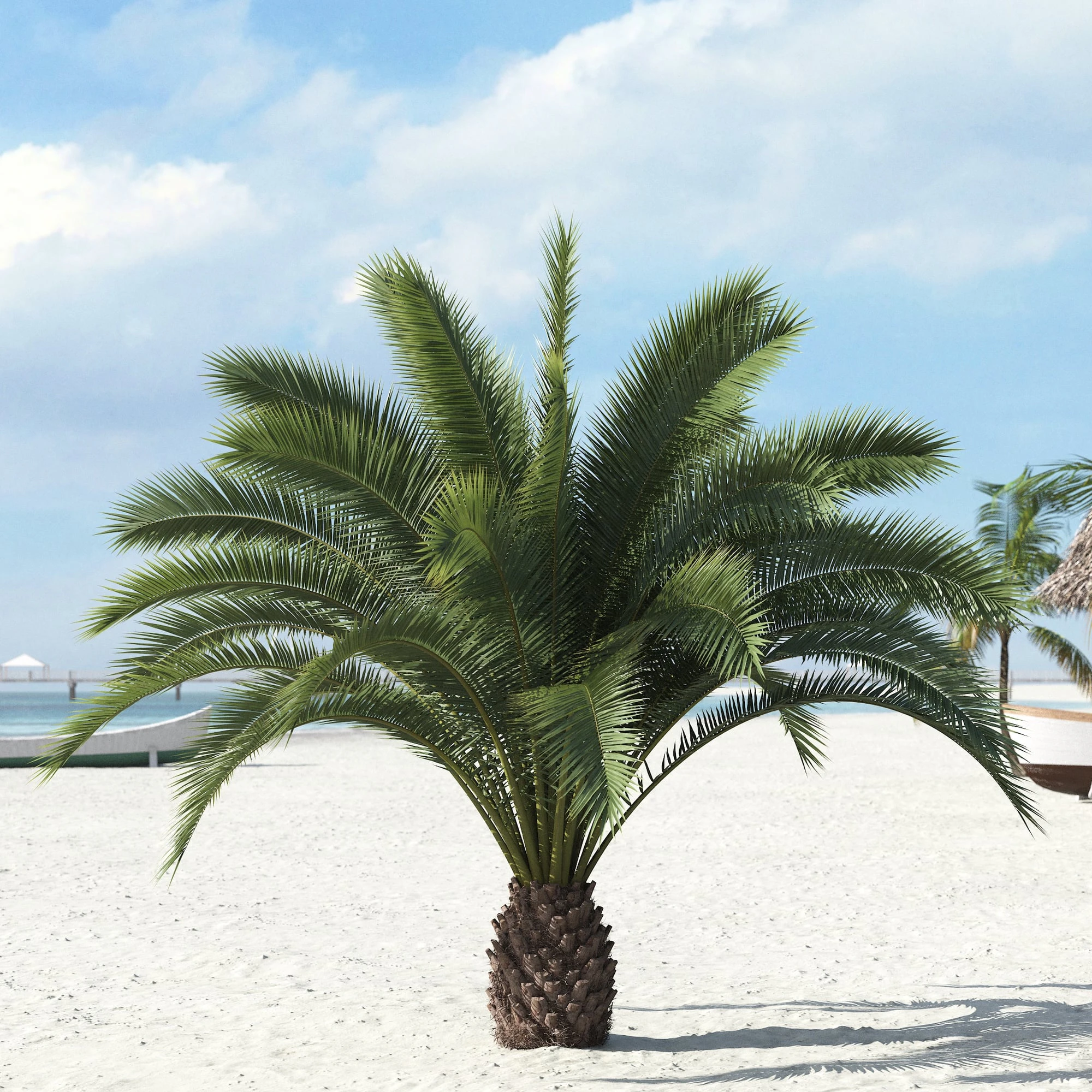 palm trees 014 — Скачать