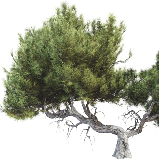 Tree 007 — Скачать