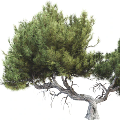 Tree 007 — Вид 4