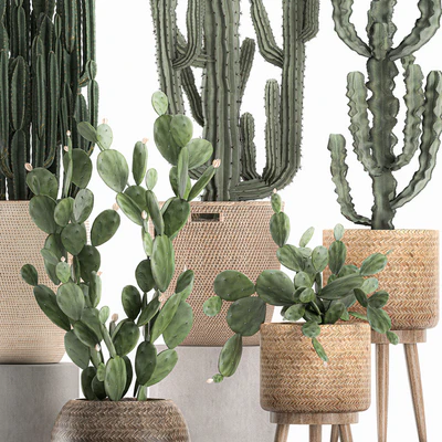 A collection of small cacti in beautiful woven rattan baskets with Prickly pear, Carnegie, Cereus, desert plants. Set 617. — Ver 5
