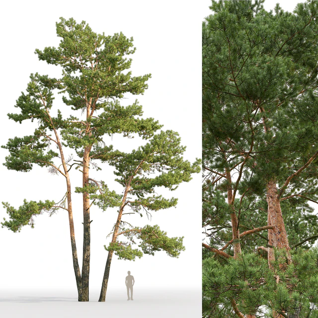 Pine — Descargar