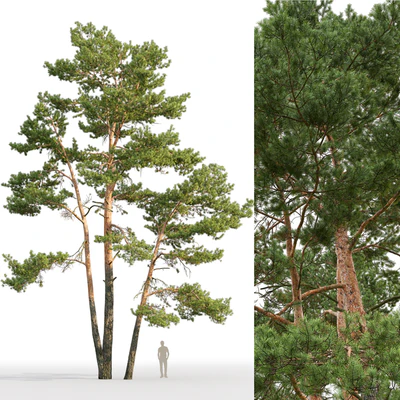 Pine — Ver 5