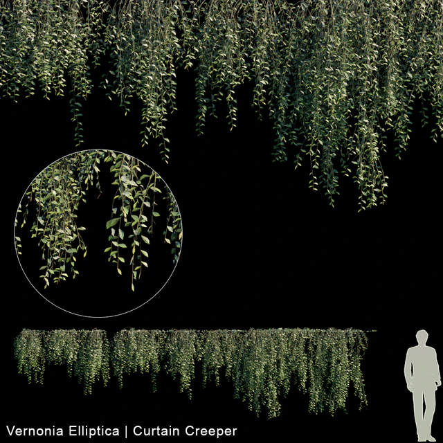 Vernonia Elliptica | Curtain creeper | 10 module — Descargar