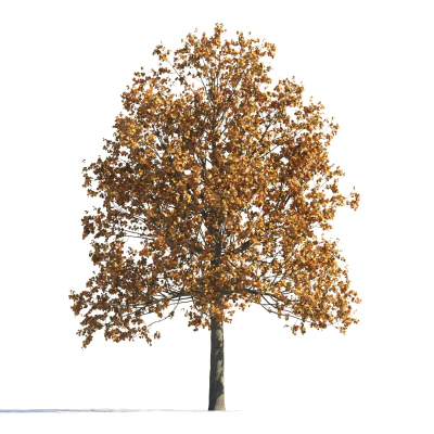025 autumn — download