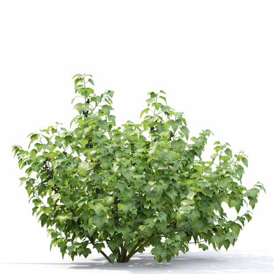 Currant bush — Ver 6