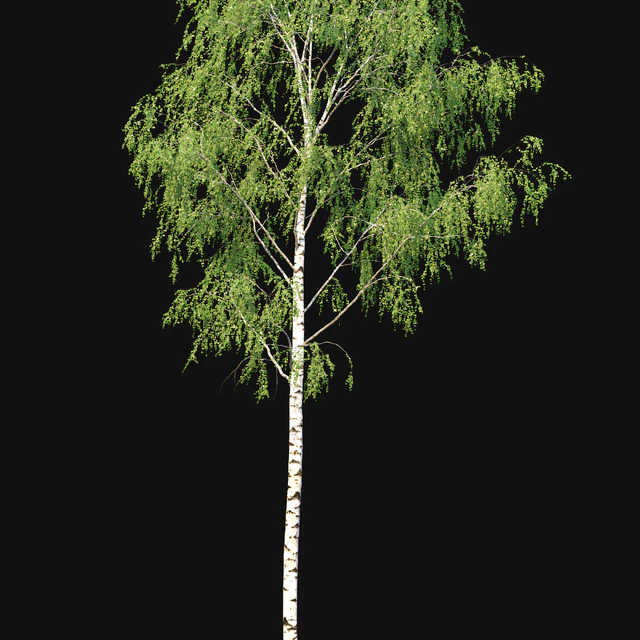 Birch forest part 8 — Descargar