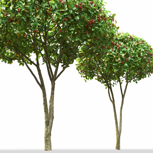 Crataegus — Скачать