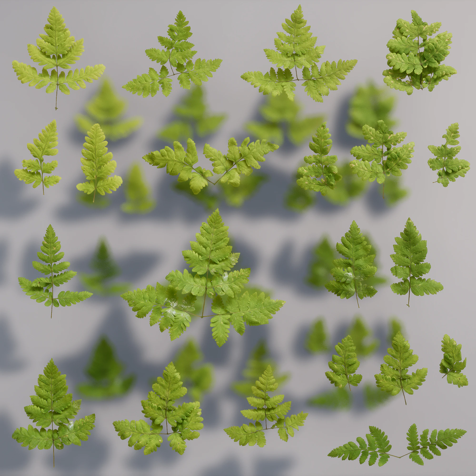 oak fern 001 — Скачать