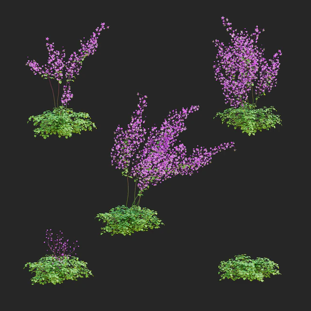 Василистник Делавея цветы | Thalictrum delavayi Purple — Скачать
