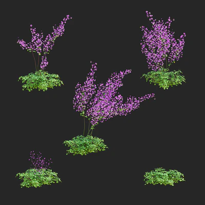 Василистник Делавея цветы | Thalictrum delavayi Purple — Вид 5