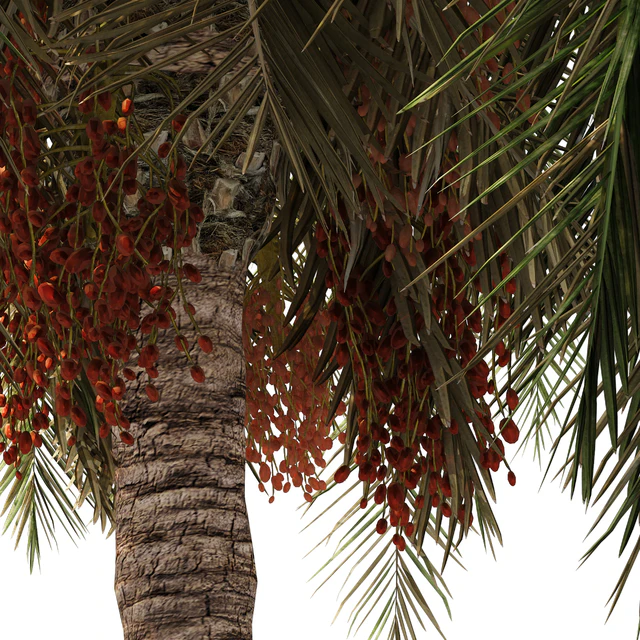 6 Arbian Date Palm Trees — Descargar