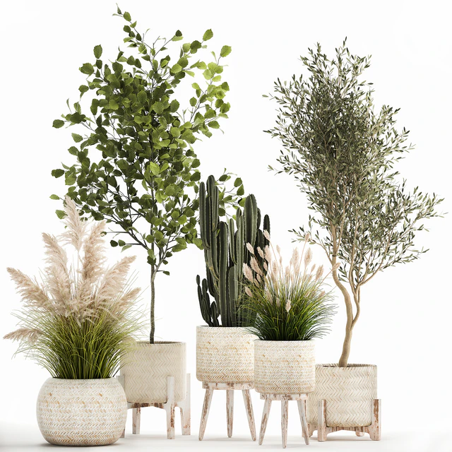 Collection of plants in white baskets with pampas grass, tree, olive, cactus, Cereus, hazel, hazel. Set 1035. — Descargar