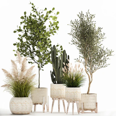 Collection of plants in white baskets with pampas grass, tree, olive, cactus, Cereus, hazel, hazel. Set 1035. — Ver 1