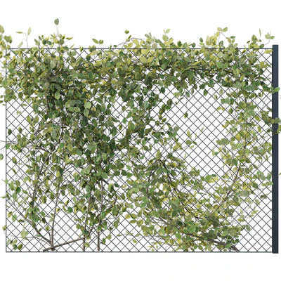 Ivy on Fence 02 — Вид 6