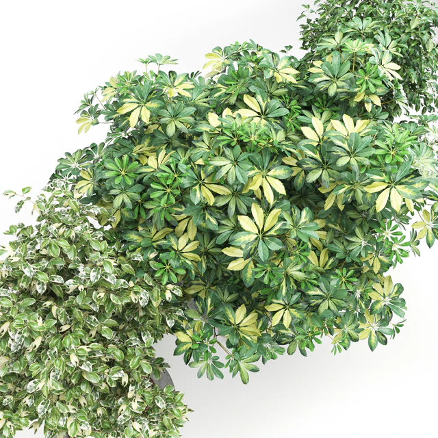 Schefflera + Ficus Benjamina (Schefflera + Ficus Benjamina) — Descargar