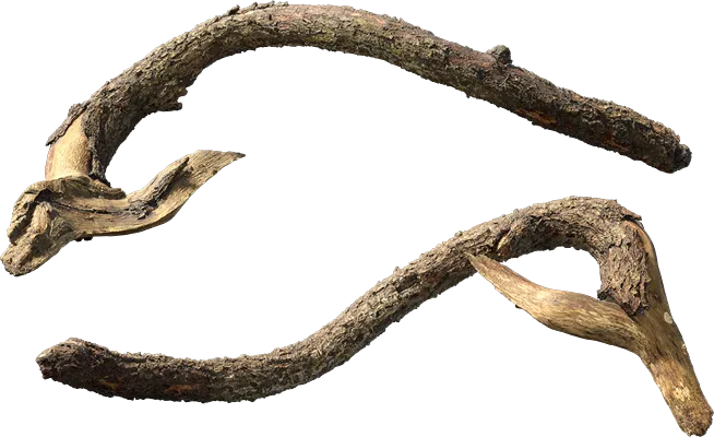 old tree branch 008 — Скачать