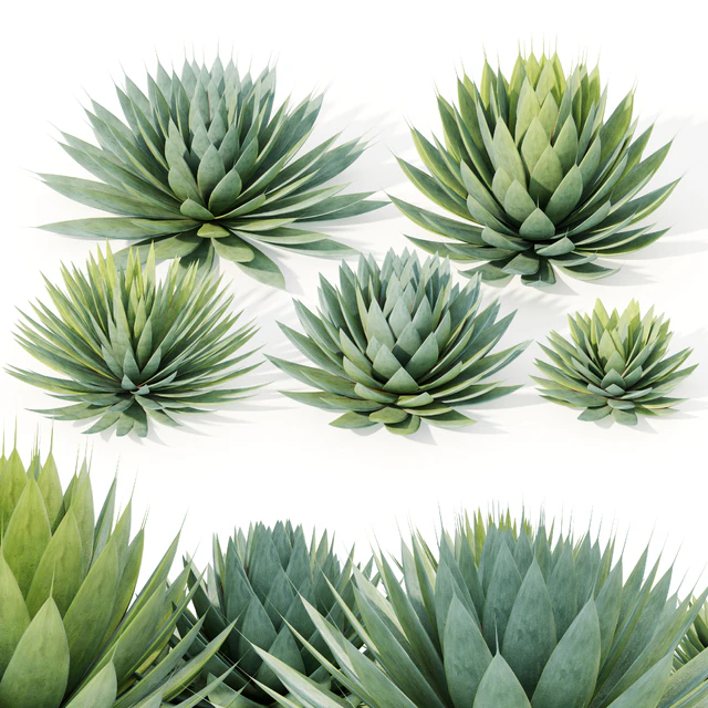 Agave plant — Скачать