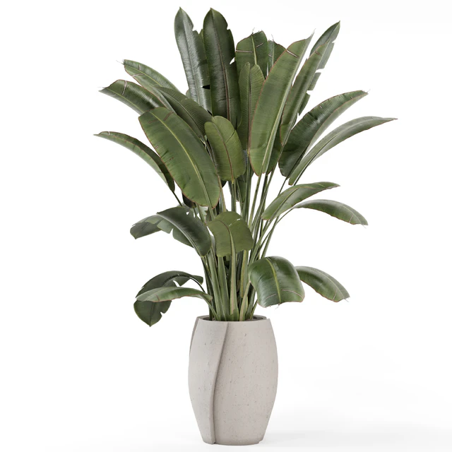 Indoor Plants  in rusty Concrete Pot - Set 1612 — Скачать