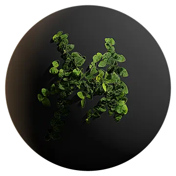 climbing fig 003 — Скачать